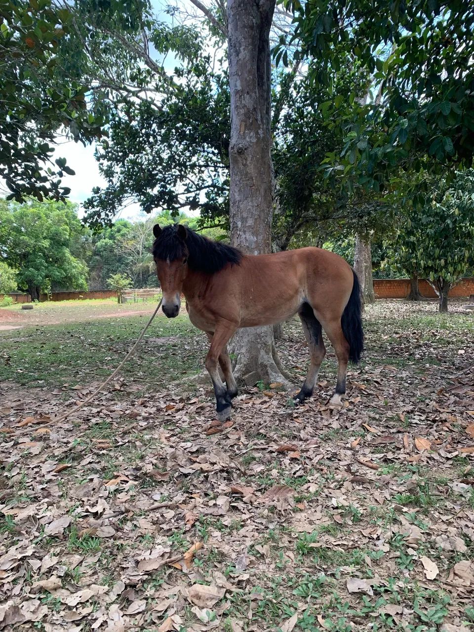 Cavalo 700 reais  - Foto 2