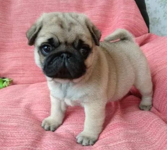 Pug casal Disponível 