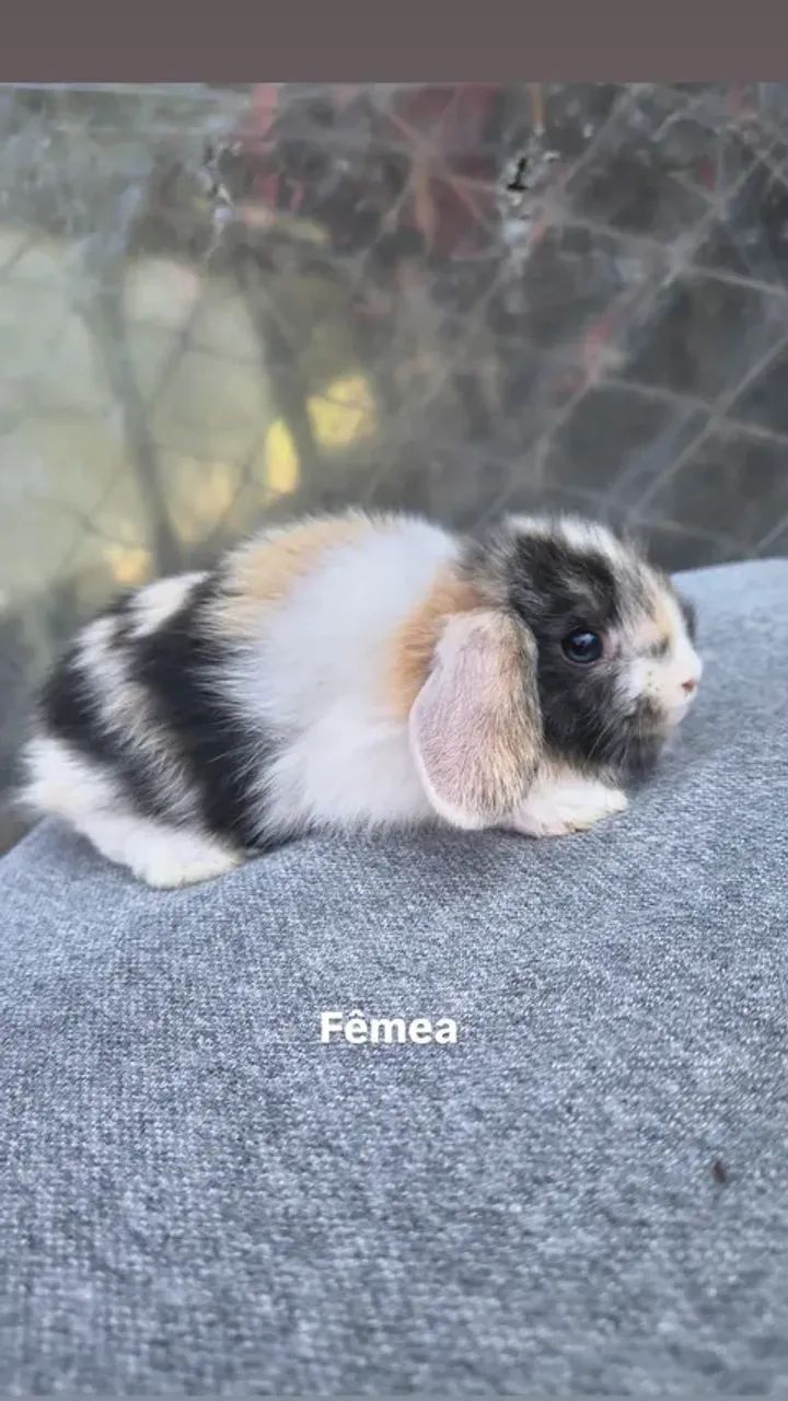 Coelhos mini lop  - Foto 4