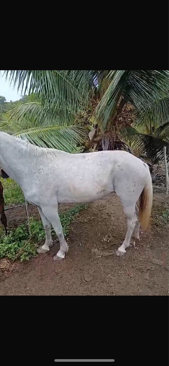 Égua baixeira boa de sela  - Foto 5