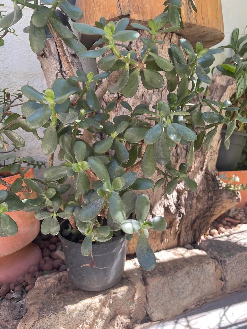Planta Jade - Foto 2