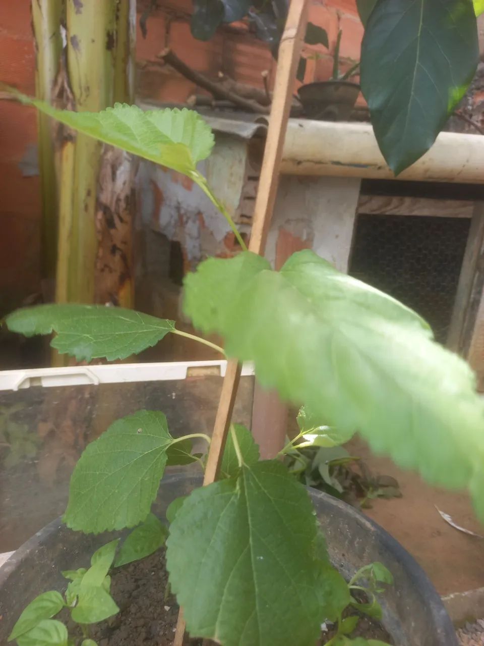 Muda de amora big - Foto 3