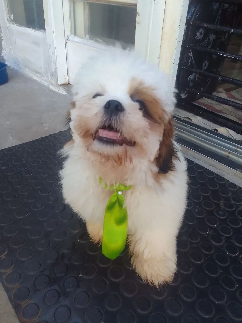 Shihtzu Macho  - Foto 4