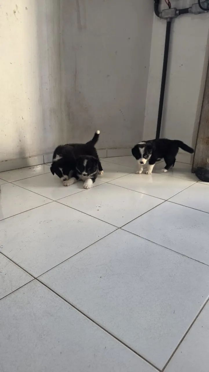 Border collie  - Foto 4
