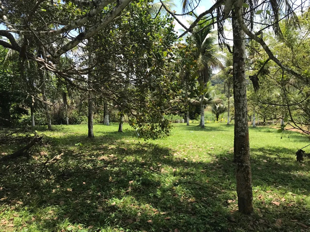 Vendo chácara  - Foto 4