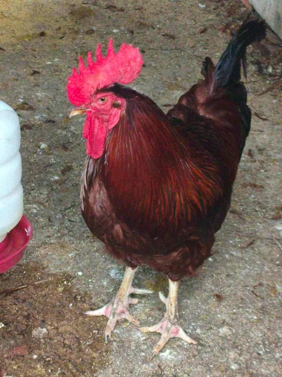 Galos Rhode Red.  - Foto 3
