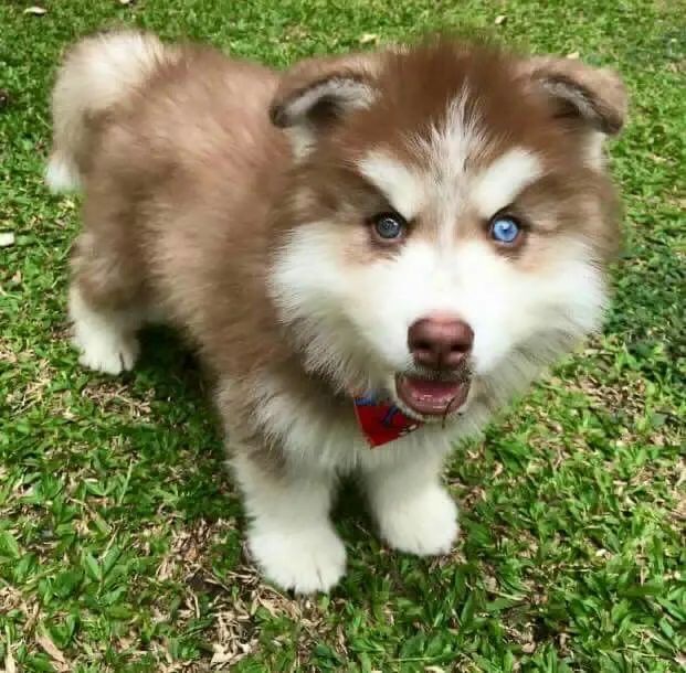 Husky filhote com procedência 
