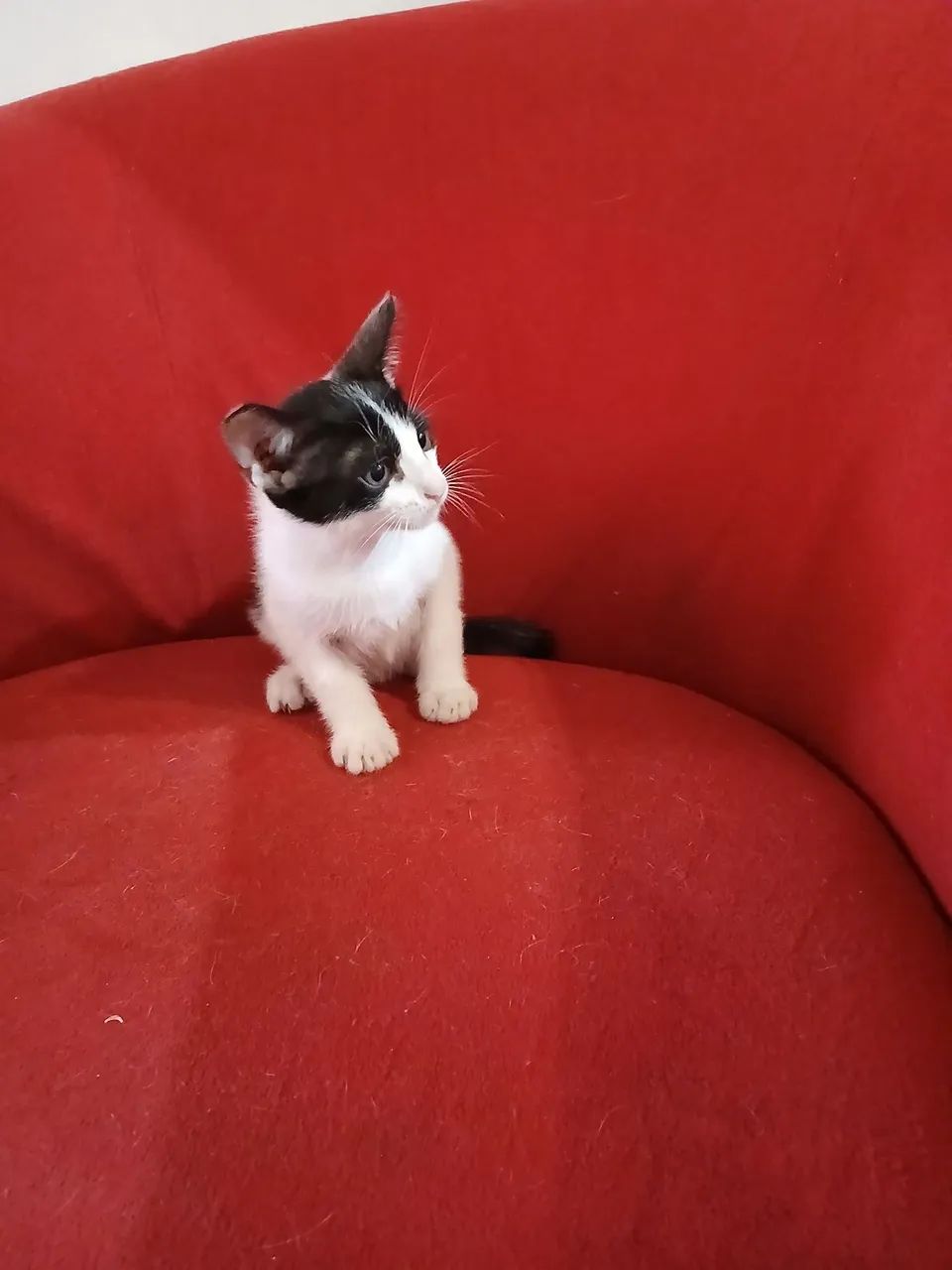 Doação  - Foto 3