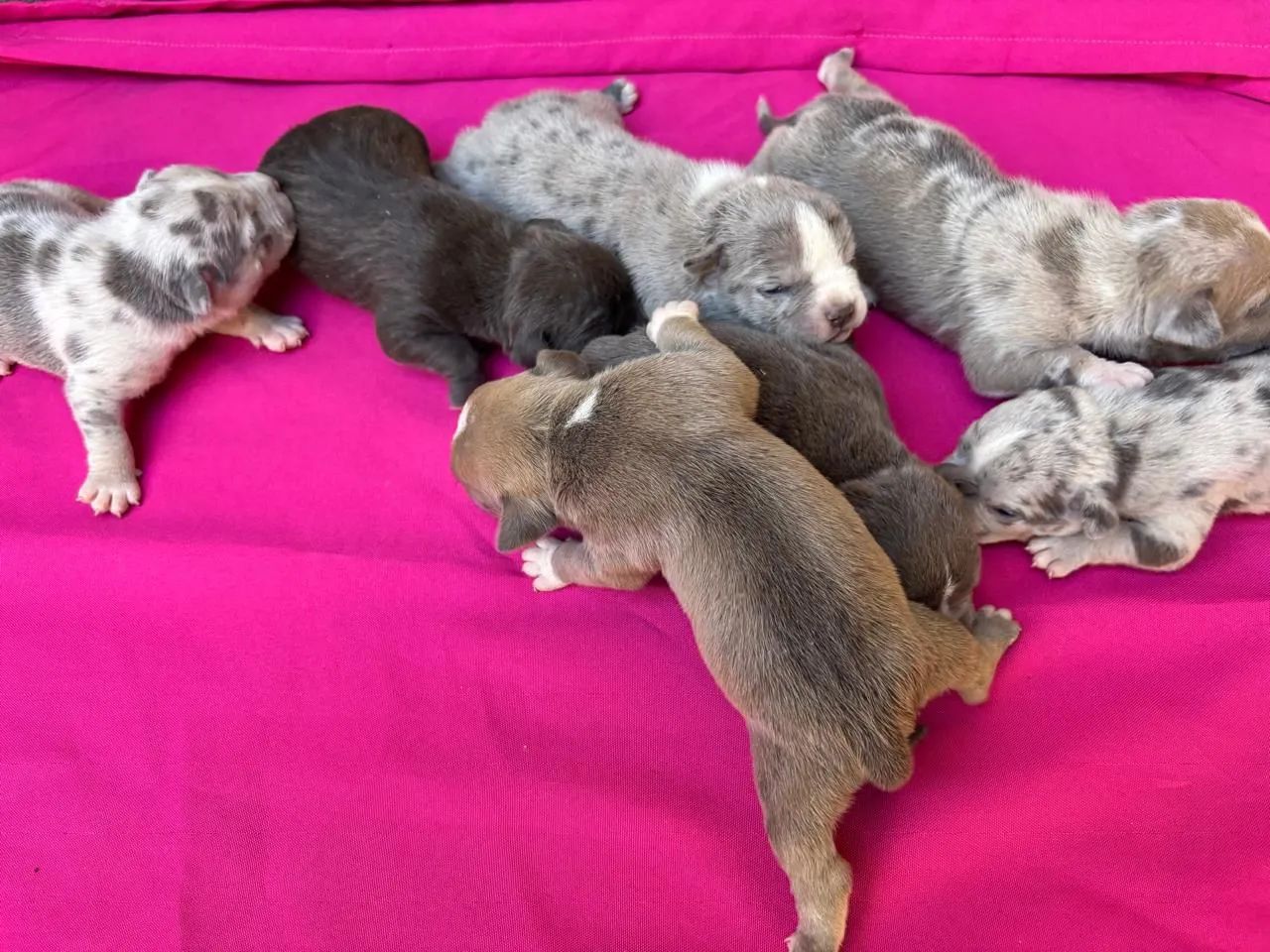 American bully / filhotes