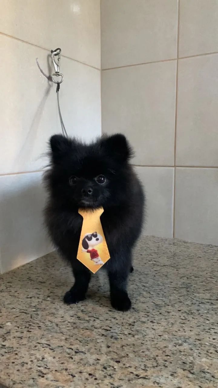 VENDO SPITZ ALEMÃO - Foto 2