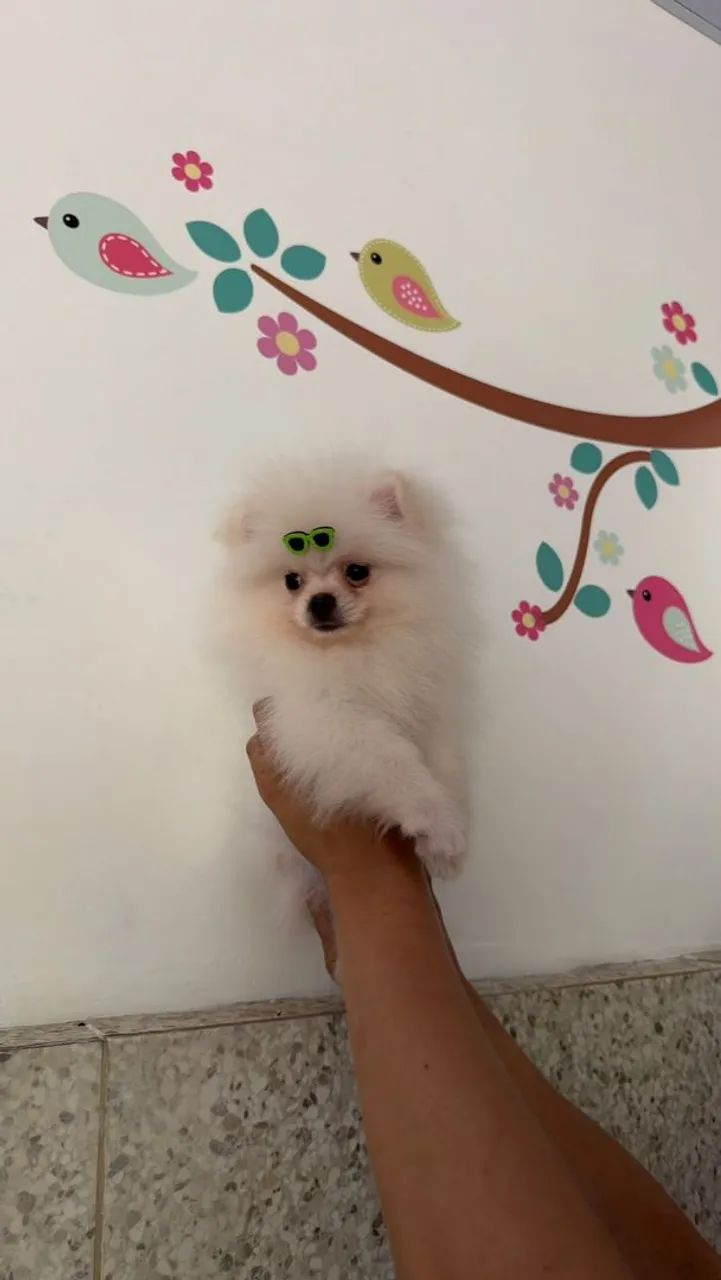  Spitz alemão anão  - Foto 3