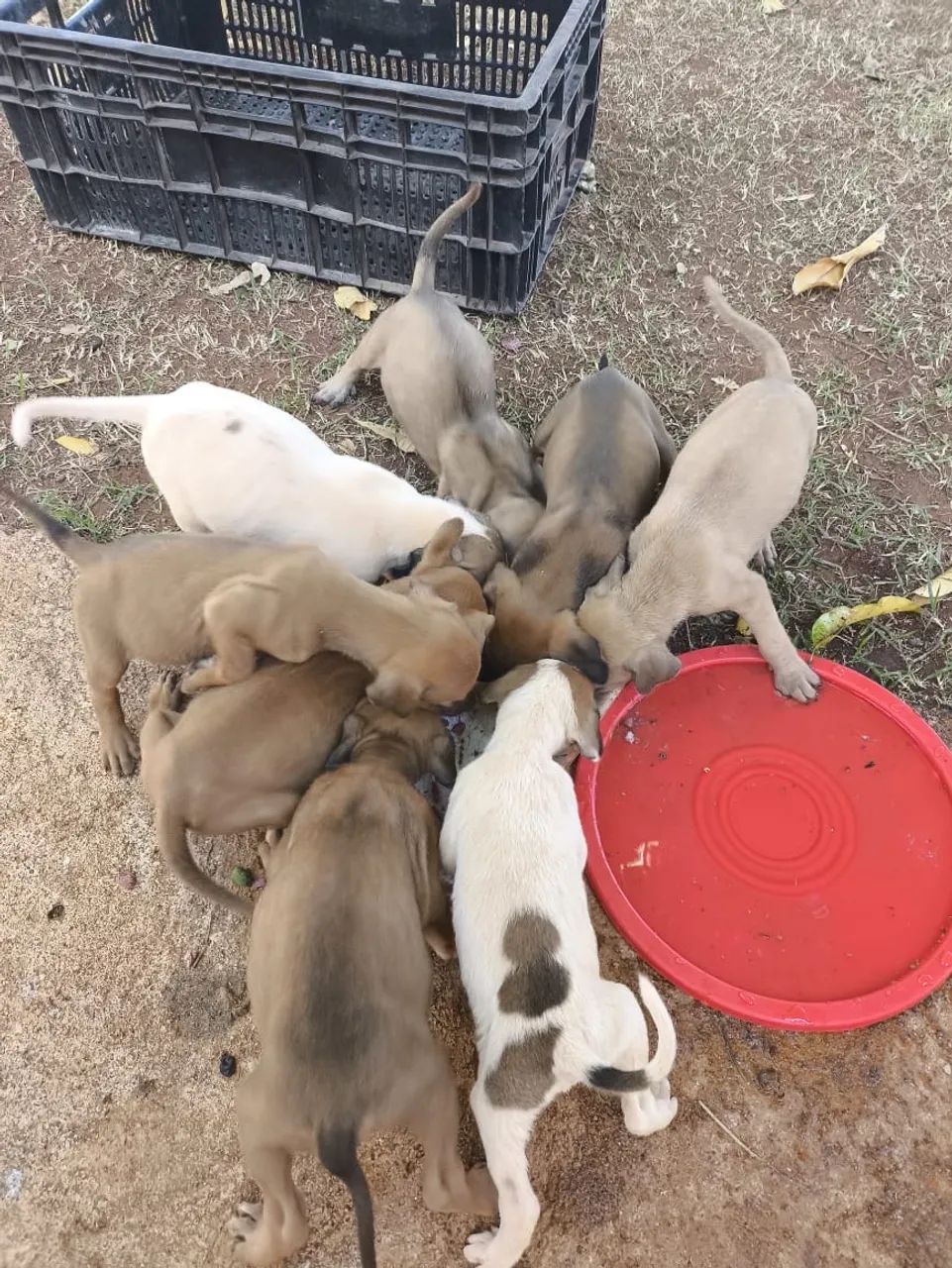 Cachorros para doa ção  - Foto 2