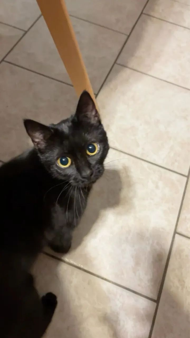Gata preta  - Foto 3