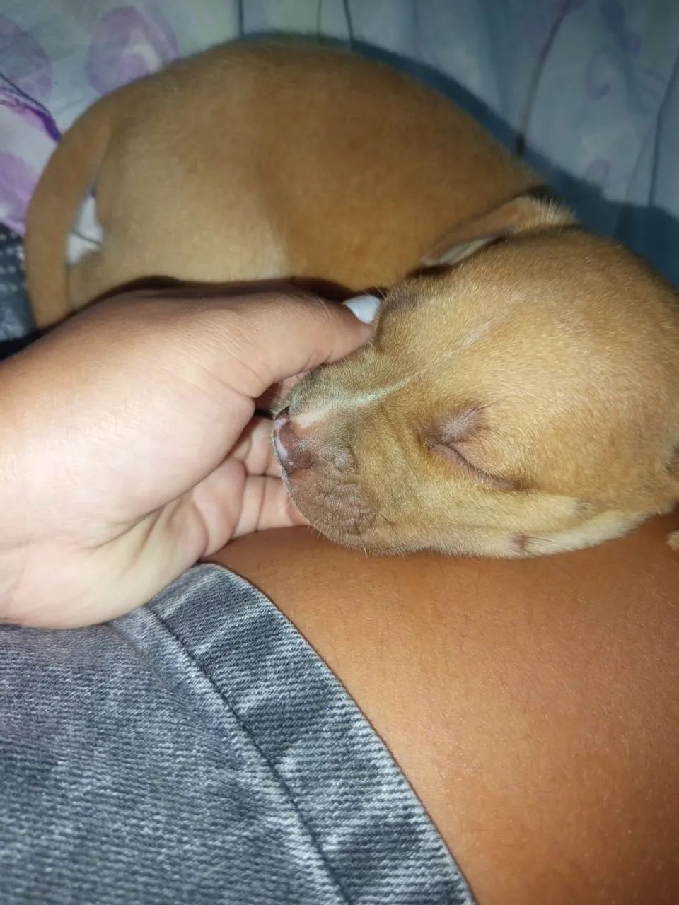 Filhote de Pit bull - Foto 4