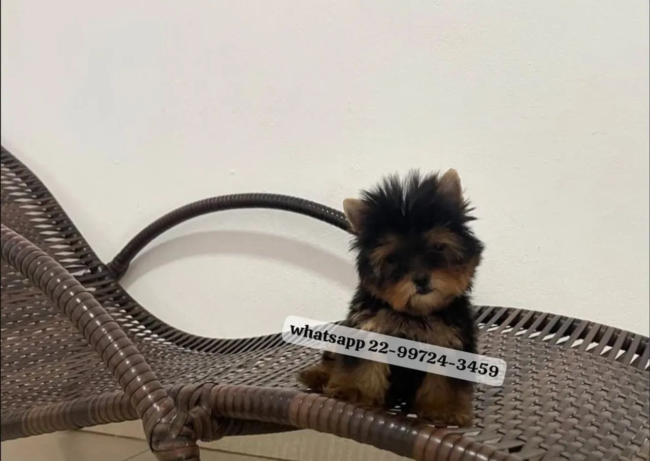 Yorkshire micro terrier com pedigree! - Foto 4