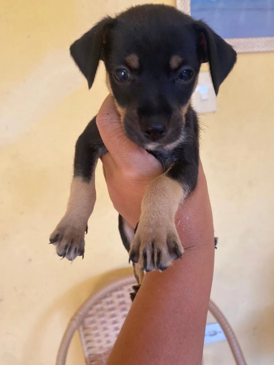 Pinscher 1 
