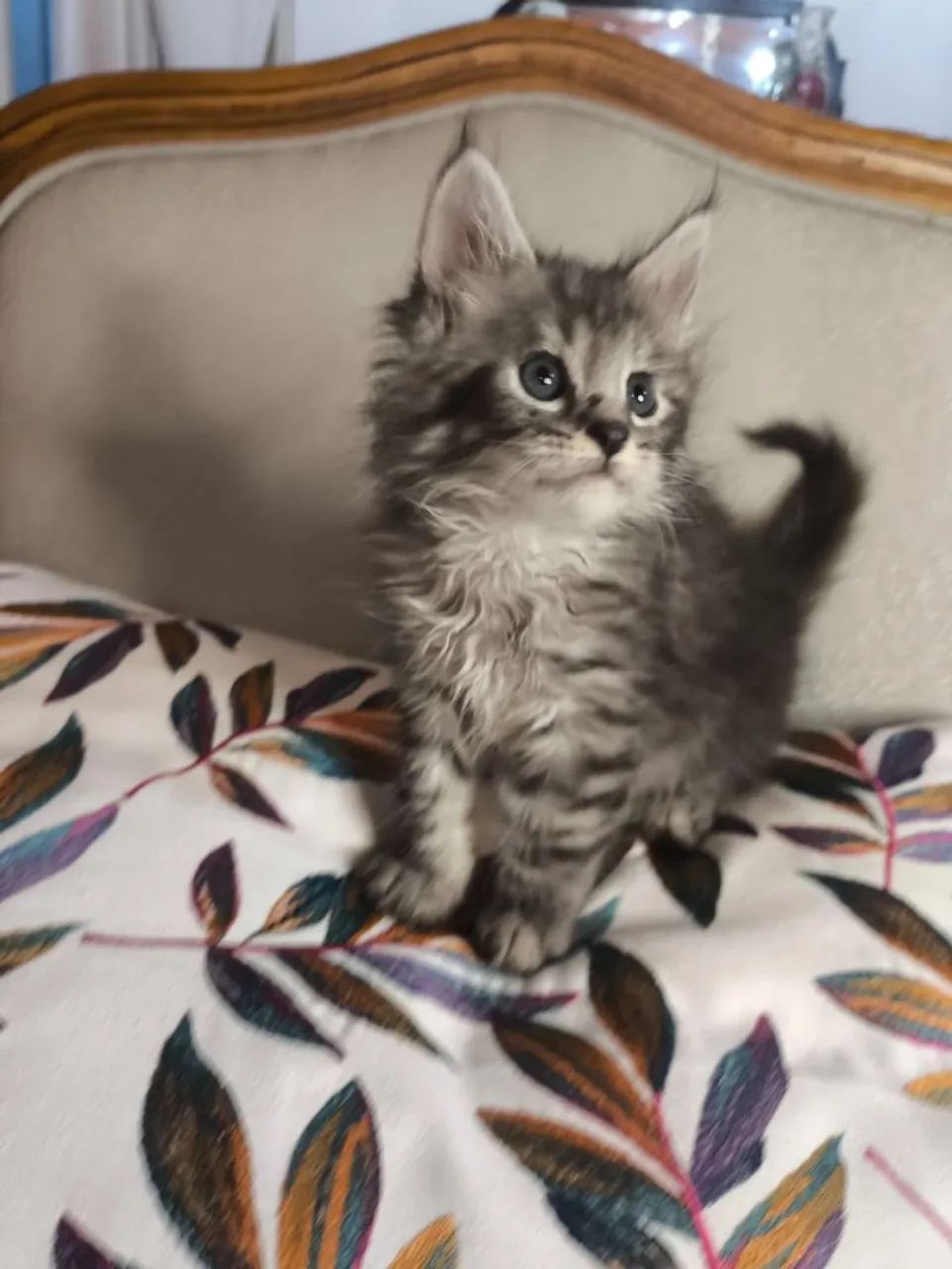 Belíssimo Macho Maine Coon  - Foto 4