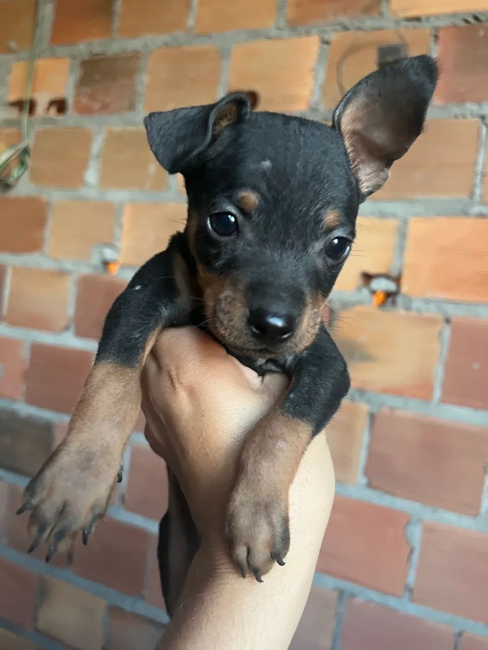 Pinscher  - Foto 3