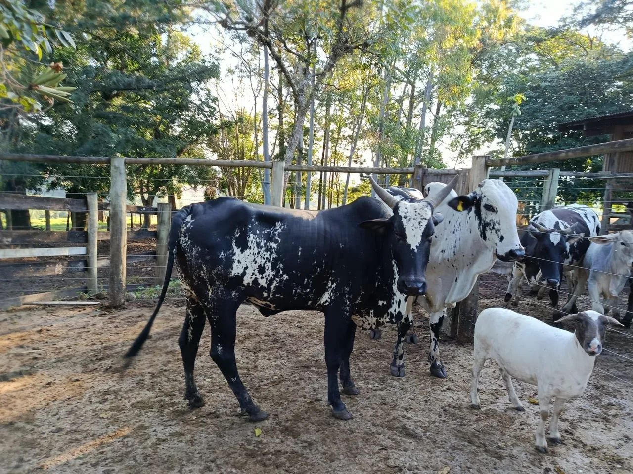 Bezerro nelore pintado  - Foto 4