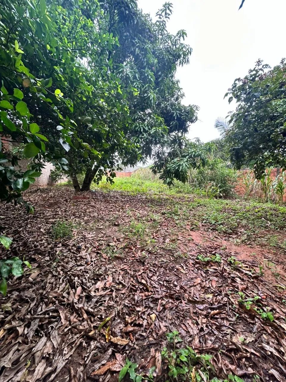 Terreno a Venda no Satélite Iris - Foto 3