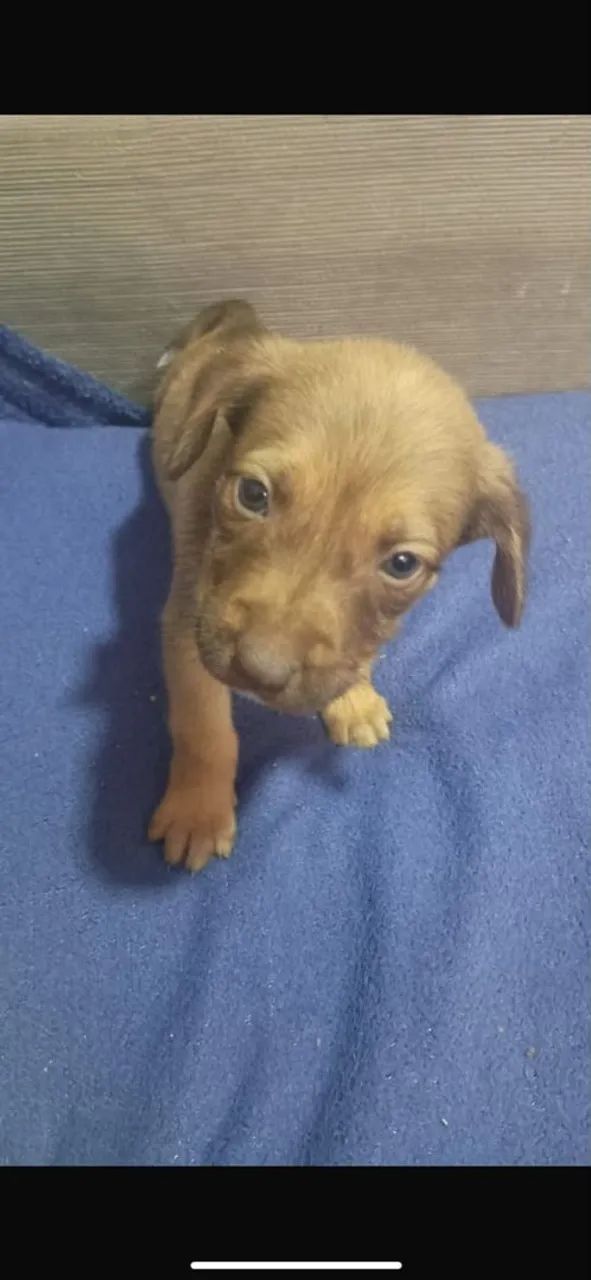 Filhote de cachorro para doação.