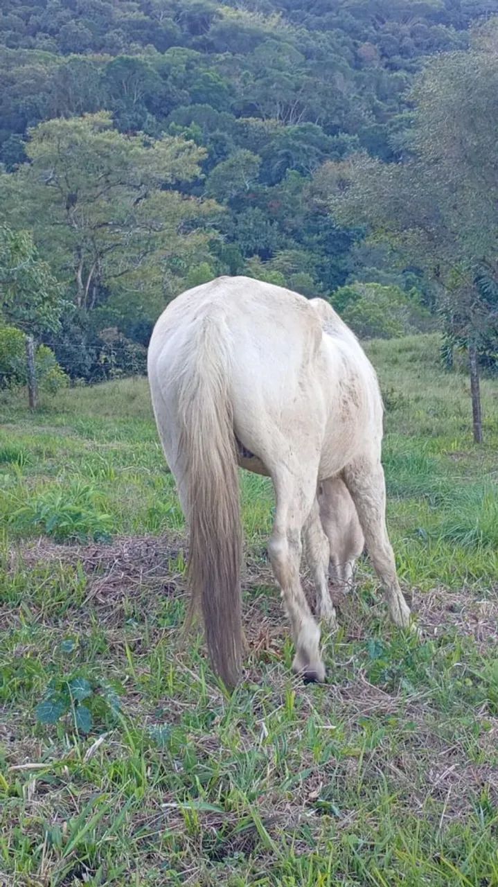 Cavalo - Foto 3