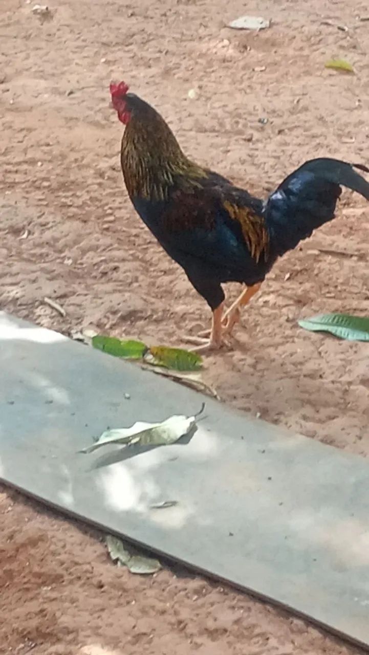 Galinhas e Galos - Foto 4