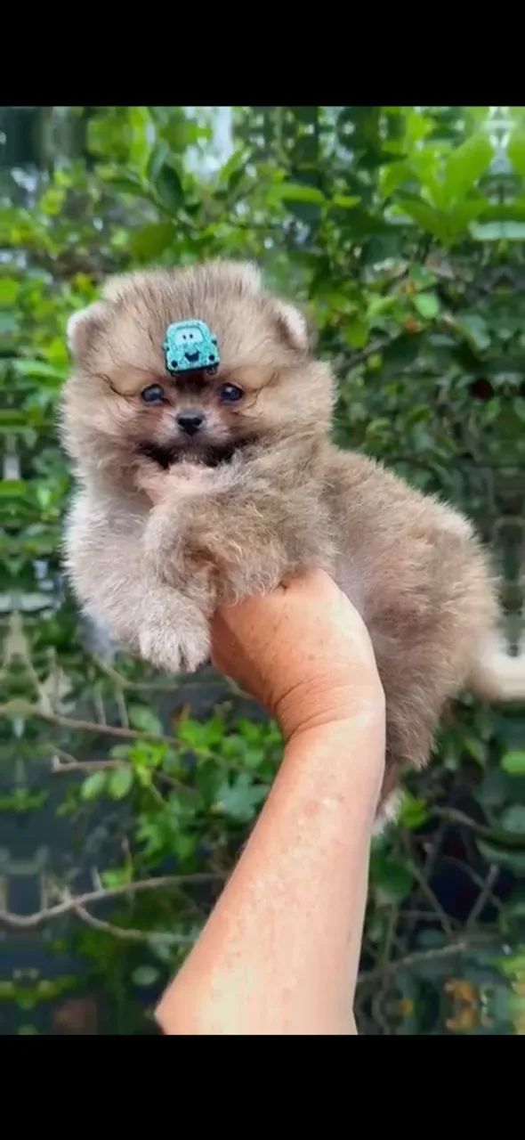 Macho de Spitz alemão  - Foto 3