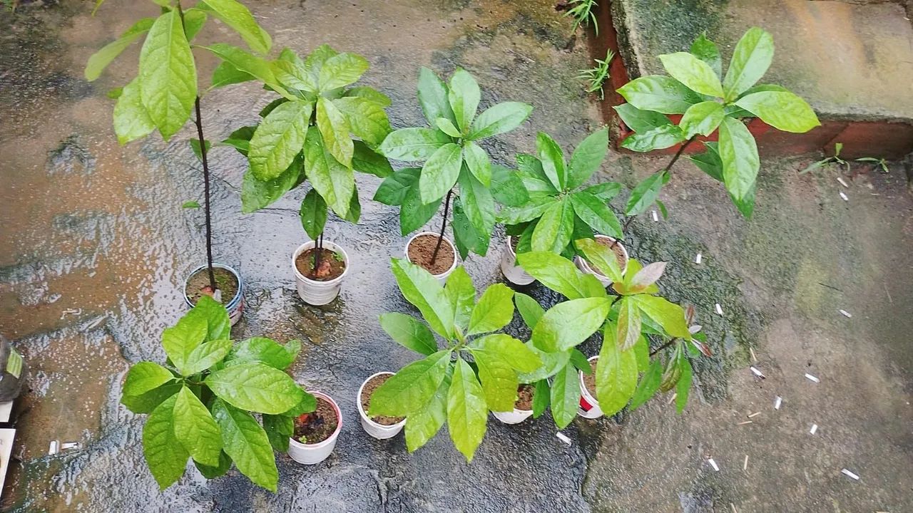 DOAÇÃO MUDAS ABACATE - Foto 5