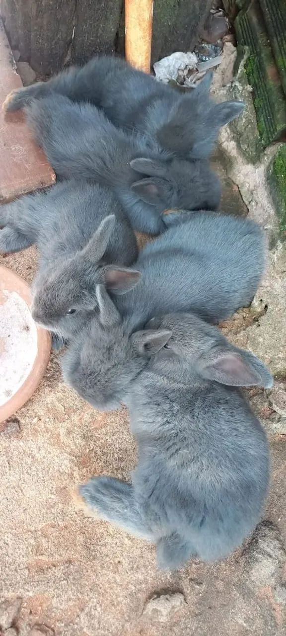 Coelhos  - Foto 3
