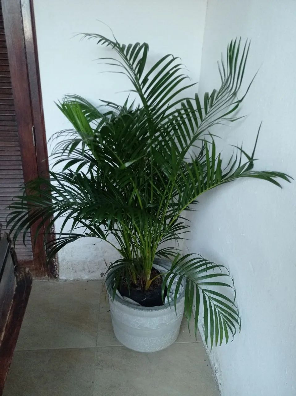 Areca bambu, palmeira de salão
