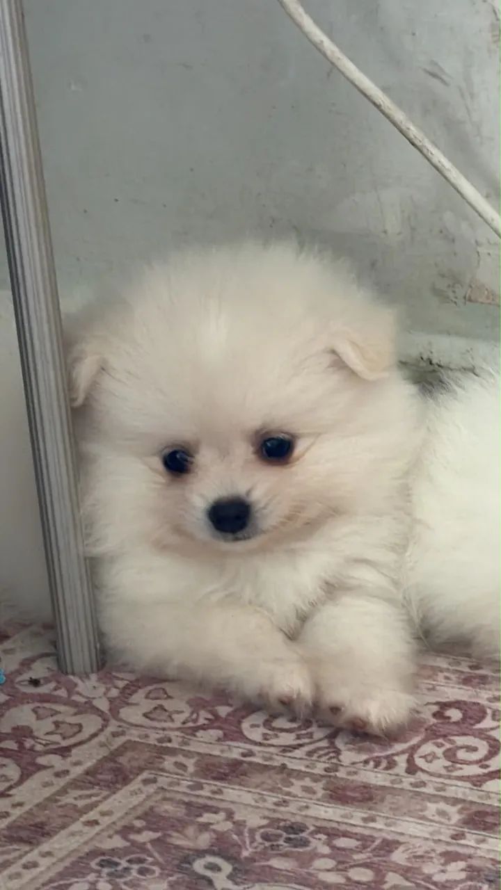 Spitz alemão 