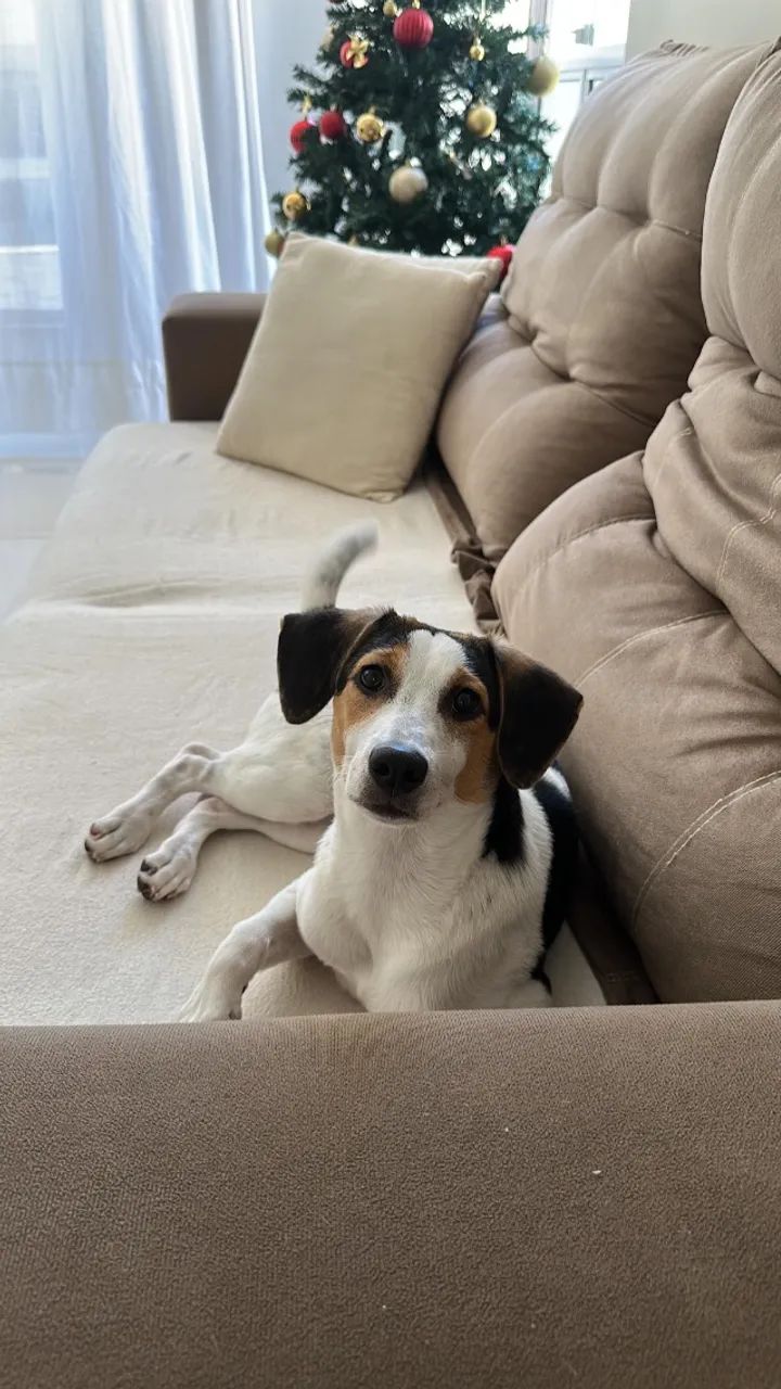 cachorro adoção