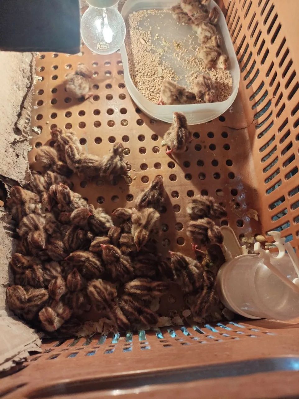 Codorna gigante e chinesa 12 reais a unidade  - Foto 4