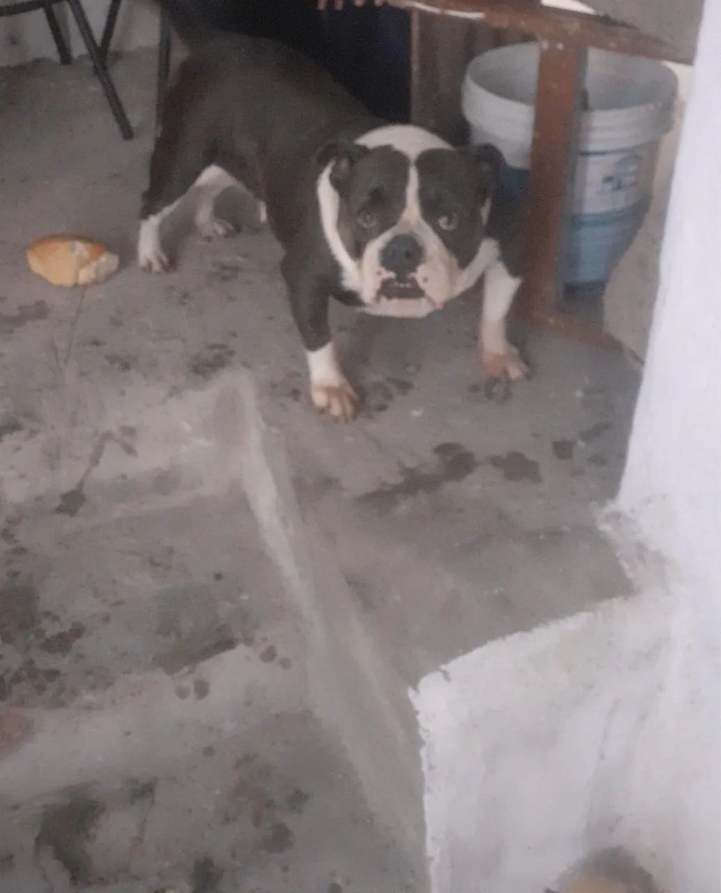 Urgente ( quase doação ) american bully 