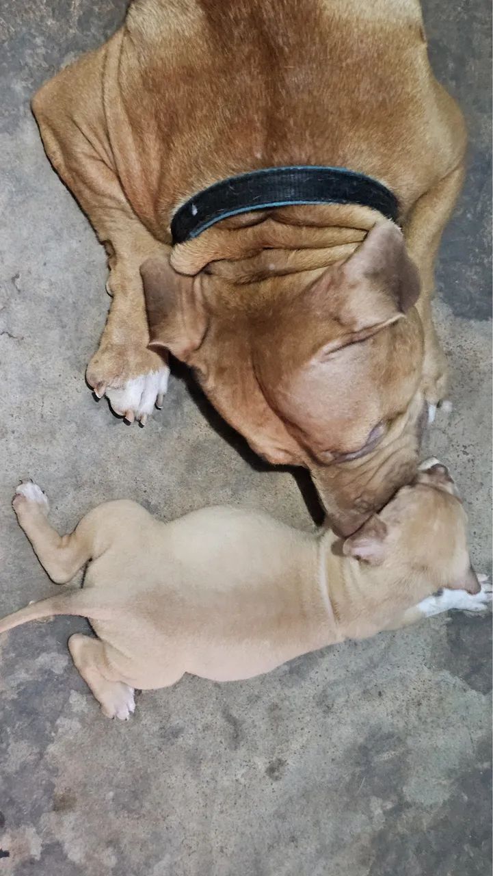 Pitbull  - Foto 2