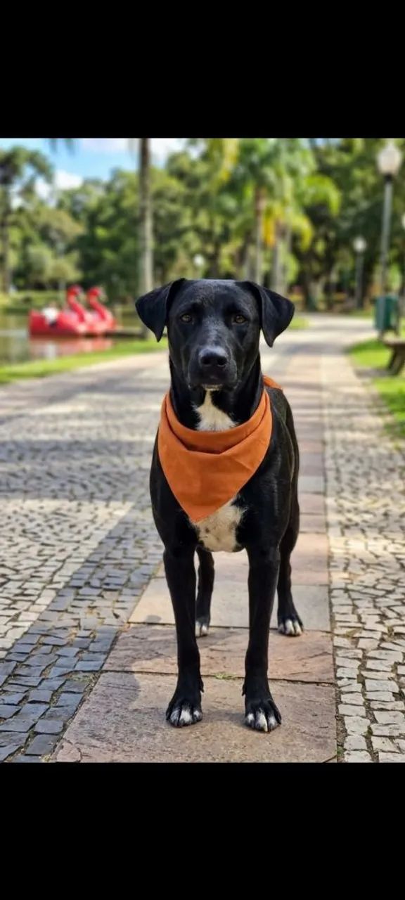 doação cachorro macho - Foto 2