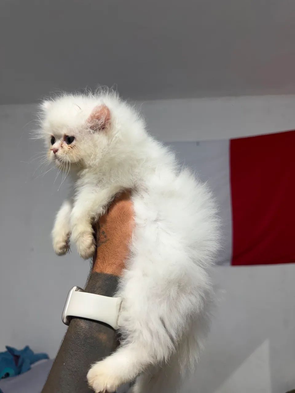 Persa show  - Foto 4