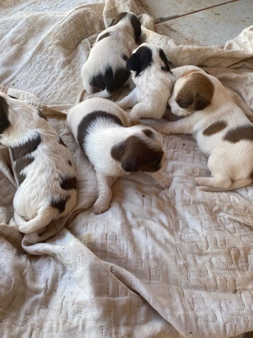 Ninhada Shih Tzu - Foto 3