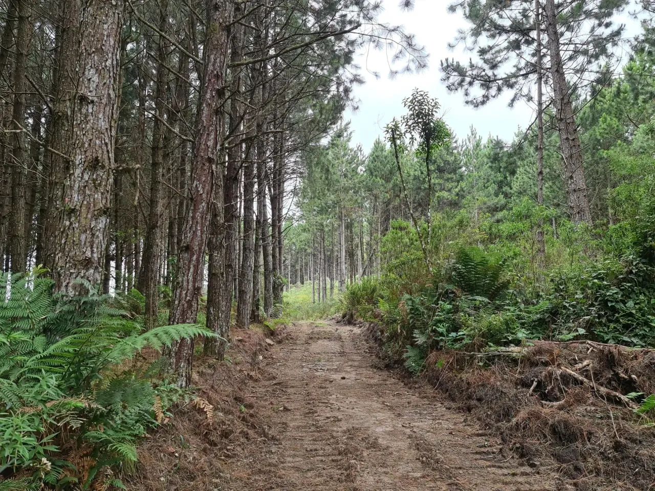 Fazenda em Bom Retiro -Serra Catarinense - Foto 4