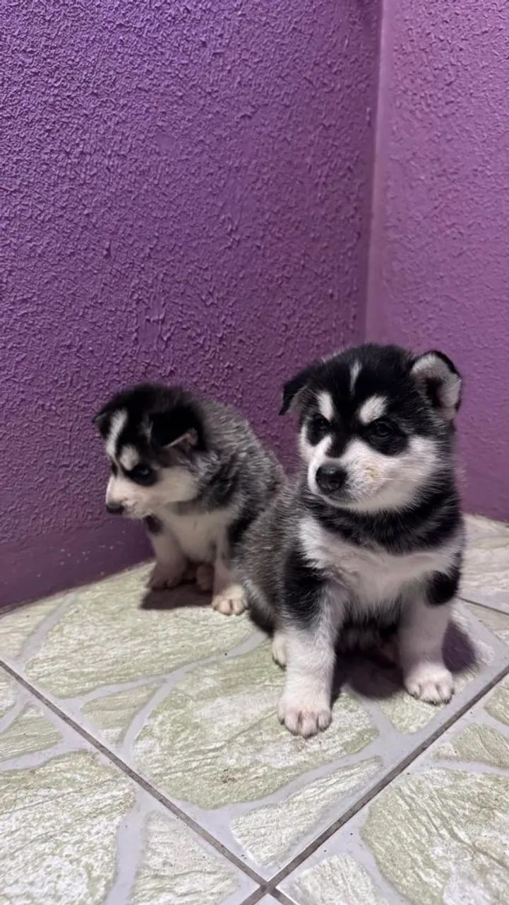 Husky Siberiano  - Foto 3