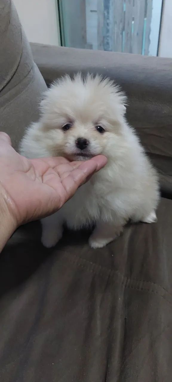 Luluzinho 