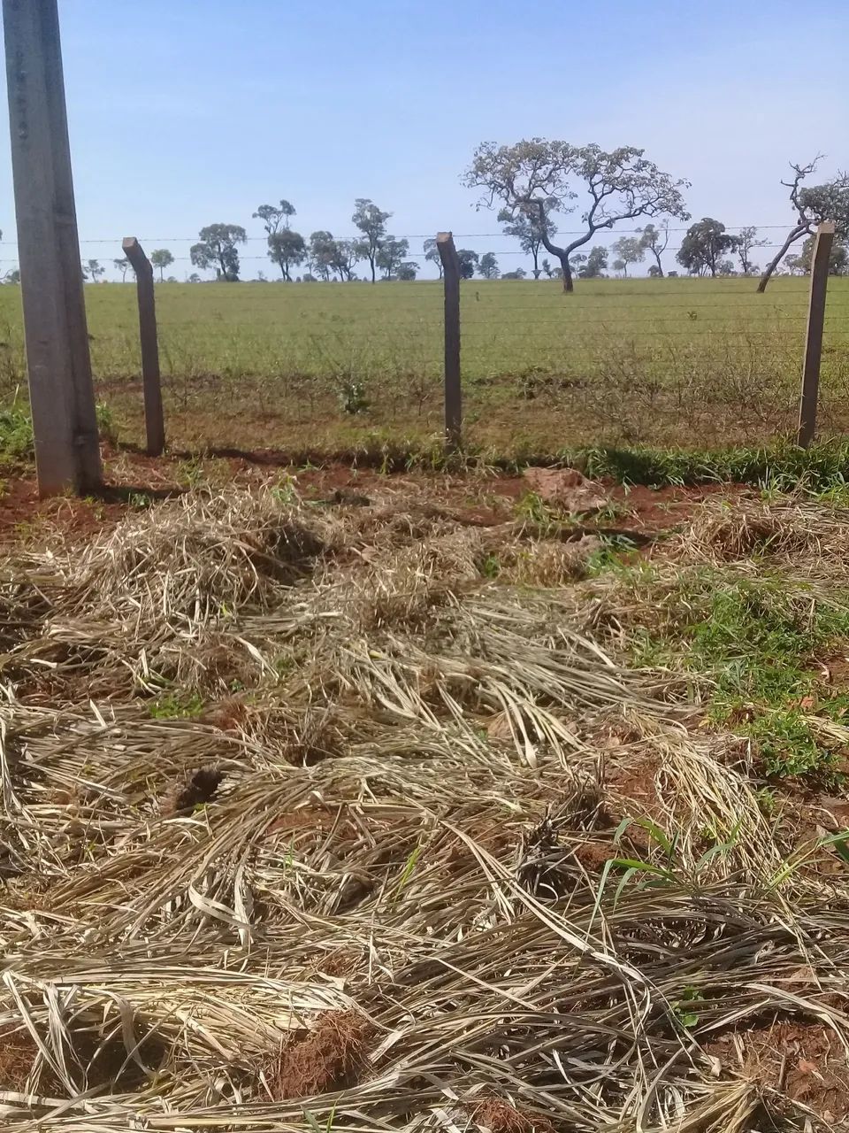 Limpeza de terrenos - Foto 4