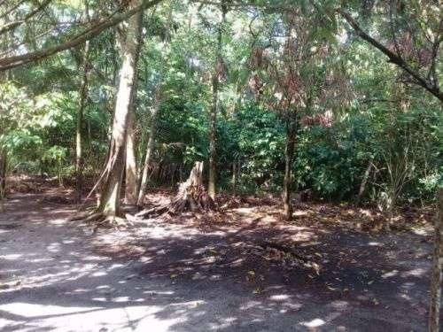 Barbada!!! Vendemos com exclusividade um Sítio/Terreno com 10,6 hectares - Foto 5
