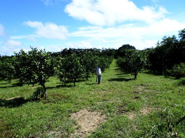 Fazenda de laranja 1.500 x2.500 na AM 010 KM 110 - Foto 5