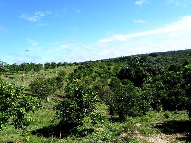 Fazenda de laranja 1.500 x2.500 na AM 010 KM 110 - Foto 4