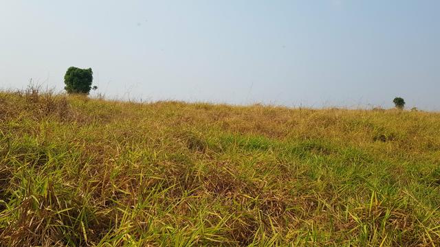 Fazenda de pasto p arrendar, aluguel em Nova Mutum MT