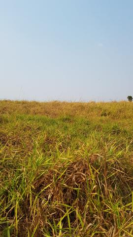 Fazenda de pasto p arrendar, aluguel em Nova Mutum MT - Foto 2