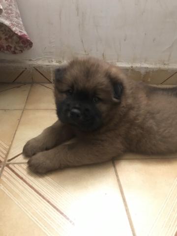 Filhote de chow-chow - Foto 3