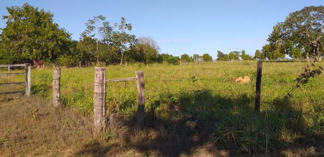 Sítio 19ha Poconé - Foto 10